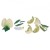Pea Blossom (Pisum sativum) Model