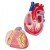 Erler-Zimmer 2-Part Giant Heart Model (3x Enlarged)