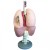 Erler-Zimmer Human Respiratory Organs Model