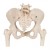 Pelvic Skeleton Model with Femur Heads