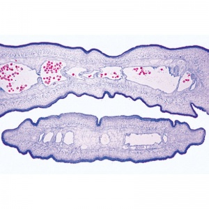 3B General Parasitology Small Set Microscopic Slides