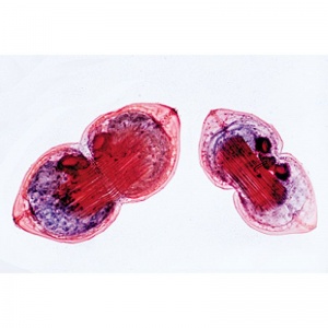 3B Mollusca Microscopic Slides