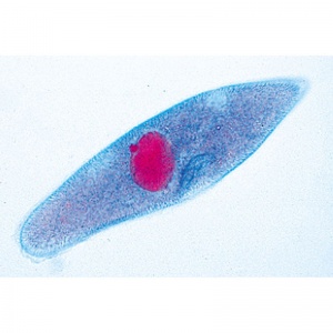 3B Paramaecium Microscopic Slides