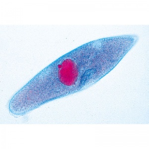 3B Protozoa Microscopic Slides
