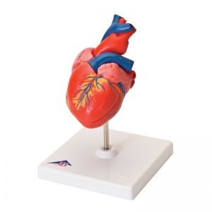 Classic Heart Model (2-Part)