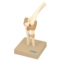 Human Elbow Joint Model on Base