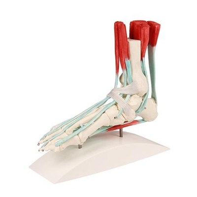 Erler-Zimmer Foot Skeleton Model with Muscles and Ligaments