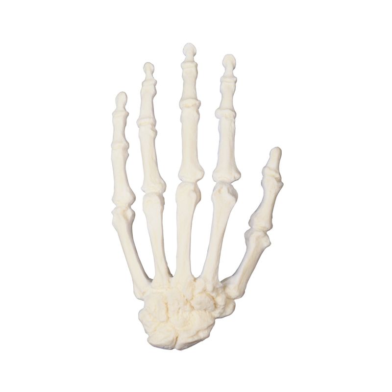 Orthobones