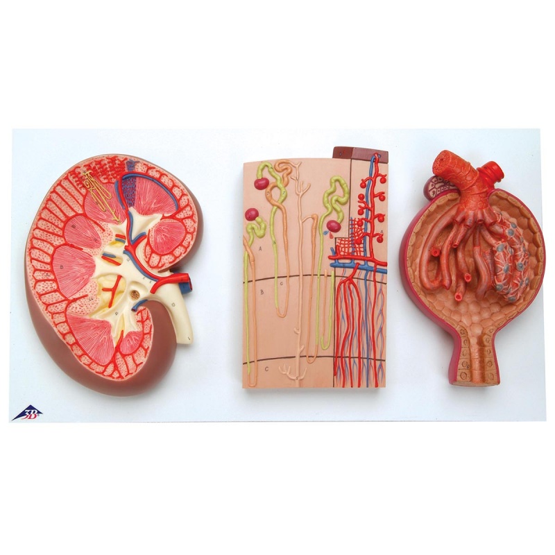 Digestive and Renal System