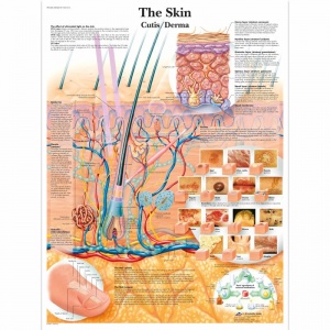 The Skin Chart (Paper)