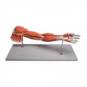 Erler-Zimmer Arm Muscle Anatomy Model (7-Parts)