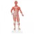 1/3 Life-Size Muscle Figure (2-Part)