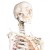 Erler-Zimmer Arnold Life-Size Model Skeleton with Muscles Labelled