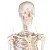 Erler-Zimmer Arnold Life-Size Model Skeleton with Muscles Labelled