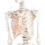 Erler-Zimmer Arnold Life-Size Model Skeleton with Muscles Labelled