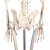 Erler-Zimmer Arnold Life-Size Model Skeleton with Muscles Labelled