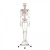 Erler-Zimmer Arnold Life-Size Model Skeleton with Muscles Labelled