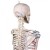 Erler-Zimmer ''Max'' Flexible Skeleton Model with Muscle Markings