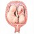 3B Embryo and Fetus Models