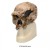 Anthropological Skull Model Set