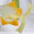 Chamomile Blossom (Matricaria chamomilla) Model