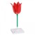 Tulip (Tulipa gesneriana) Model