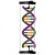 DNA Double Helix Model Student Kit