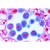 Mitosis and Meiosis Microscope Slide Sets