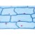 Plant Cell Microscope Slides