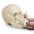 Erler-Zimmer 22-Part Human Adult Skull Model