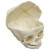Erler-Zimmer 40-Week Fetal Skull Model with Calvarium Cut