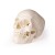 Erler-Zimmer 5-Part Dental Skull Model