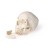 Erler-Zimmer 5-Part Dental Skull Model
