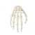 Erler-Zimmer Anatomical Skeleton Hand Model