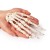 Erler-Zimmer Numbered Anatomical Hand Skeleton Model