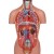 Erler-Zimmer Dual-Sex Mini Torso Model (16-Part)