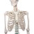 Erler-Zimmer Anatomical Full-Size Skeleton Model Oscar