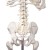 Erler-Zimmer Anatomical Full-Size Skeleton Model Oscar