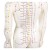Erler-Zimmer Chinese Acupuncture Model (Female Figure)