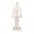 Erler-Zimmer Chinese Acupuncture Model (Male Figure)