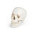 Erler-Zimmer 3-Part Educational Anatomical Skull Model (Adult Human)