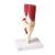 Erler-Zimmer Life-Size Knee Joint Model With Muscles And Ligaments