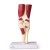 Erler-Zimmer Life-Size Knee Joint Model With Muscles And Ligaments
