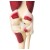 Erler-Zimmer Life-Size Knee Joint Model With Muscles And Ligaments