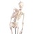 Erler-Zimmer Miniature Skeleton Model Fred with Moveable Spine