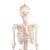 Erler-Zimmer Miniature Skeleton Model Fred with Moveable Spine