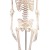 Erler-Zimmer Miniature Skeleton Model Fred with Moveable Spine