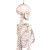 Erler-Zimmer Miniature Skeleton Model Fred with Moveable Spine