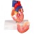 Erler-Zimmer 2-Part Life-Size Human Heart Model