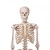 3B Scientific GmbH Skeleton Model - Stan A10